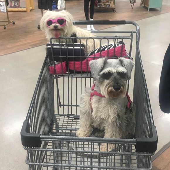 Meet your Posher, Crystal - Picture 1 of 1